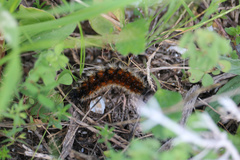 Ocnogyna clathrata