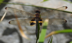 Rhyothemis phyllis beatricis
