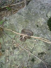 Storeria storerioides