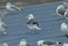 Larus schistisagus