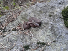 Storeria storerioides