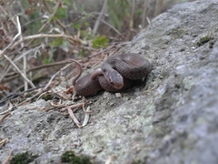 Storeria storerioides