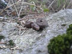 Storeria storerioides