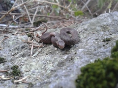 Storeria storerioides