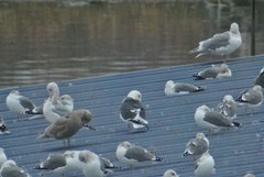 Larus schistisagus