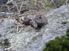 Storeria storerioides