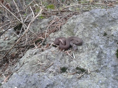 Storeria storerioides