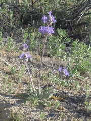 Salvia carduacea