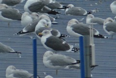 Larus fuscus