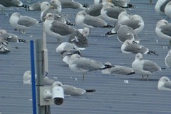 Larus fuscus