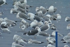 Larus fuscus