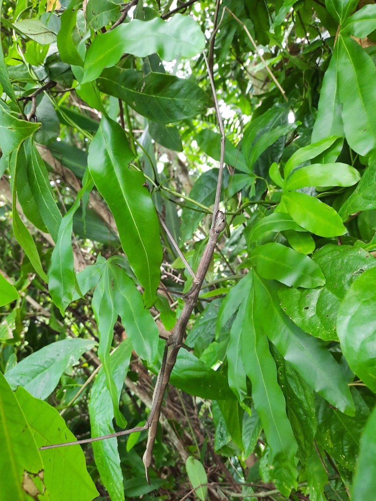 Nesiophasma plateni