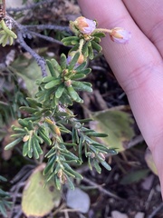Phyllodoce × intermedia