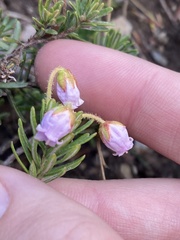 Phyllodoce × intermedia, photograph Kylie Etter, CC BY, iNaturalist via GBIF