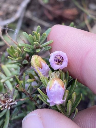 Phyllodoce × intermedia, photograph 2