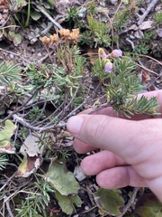 Phyllodoce × intermedia, photograph Kylie Etter, CC BY, iNaturalist via GBIF