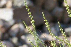 Ochradenus aucheri