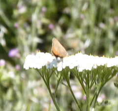 Callophrys augustinus iroides