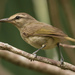 Yucatán Vireo - Photo (c) José Antonio Linage Espinosa, some rights reserved (CC BY-NC), uploaded by José Antonio Linage Espinosa