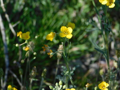 Physaria gordonii