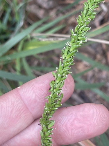 American cupscale (Sacciolepis striata)