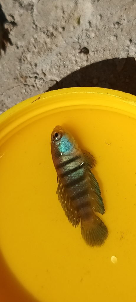 Austrolebias alexandri