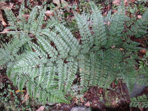 Arachniodes festina (Arachniodes festina)