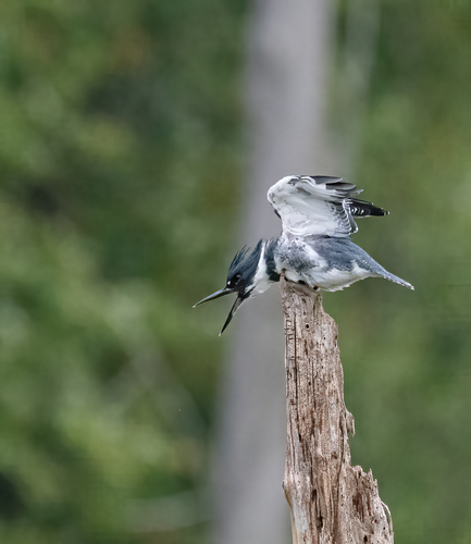 Belted Kingfisher photographed in Virginia