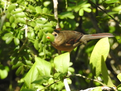 Cardinalis cardinalis image