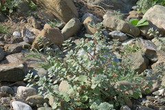 Forsskaolea tenacissima