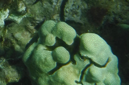 Alpheus deuteropus