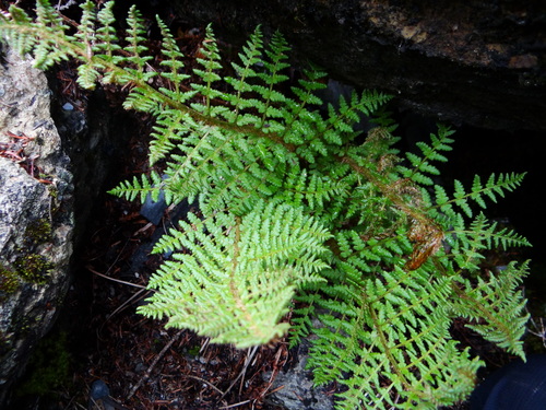 Dryopteris komarovii