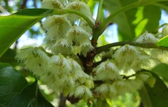 Elaeocarpus serratus