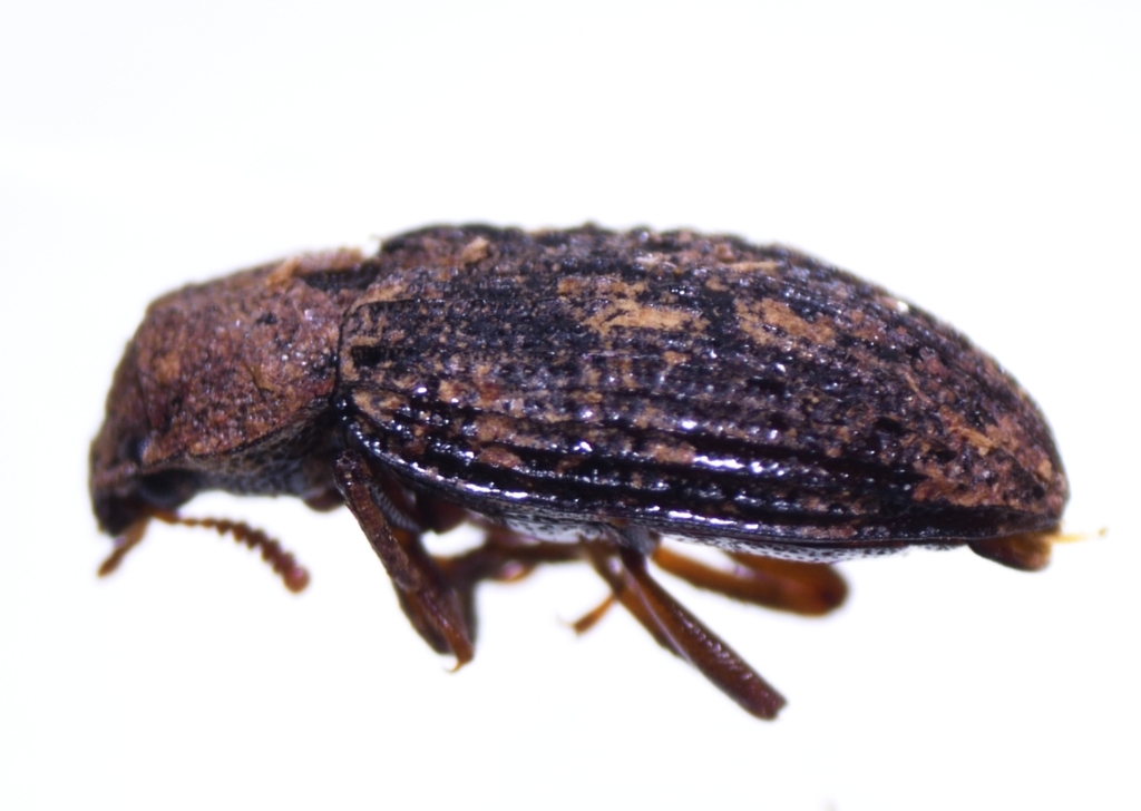 Bradymerus tahitiensis