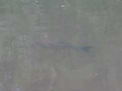 Prochilodus lineatus