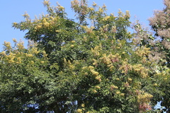 Senna siamea