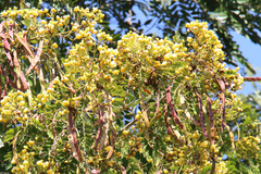 Senna siamea
