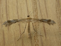 Stangeia xerodes