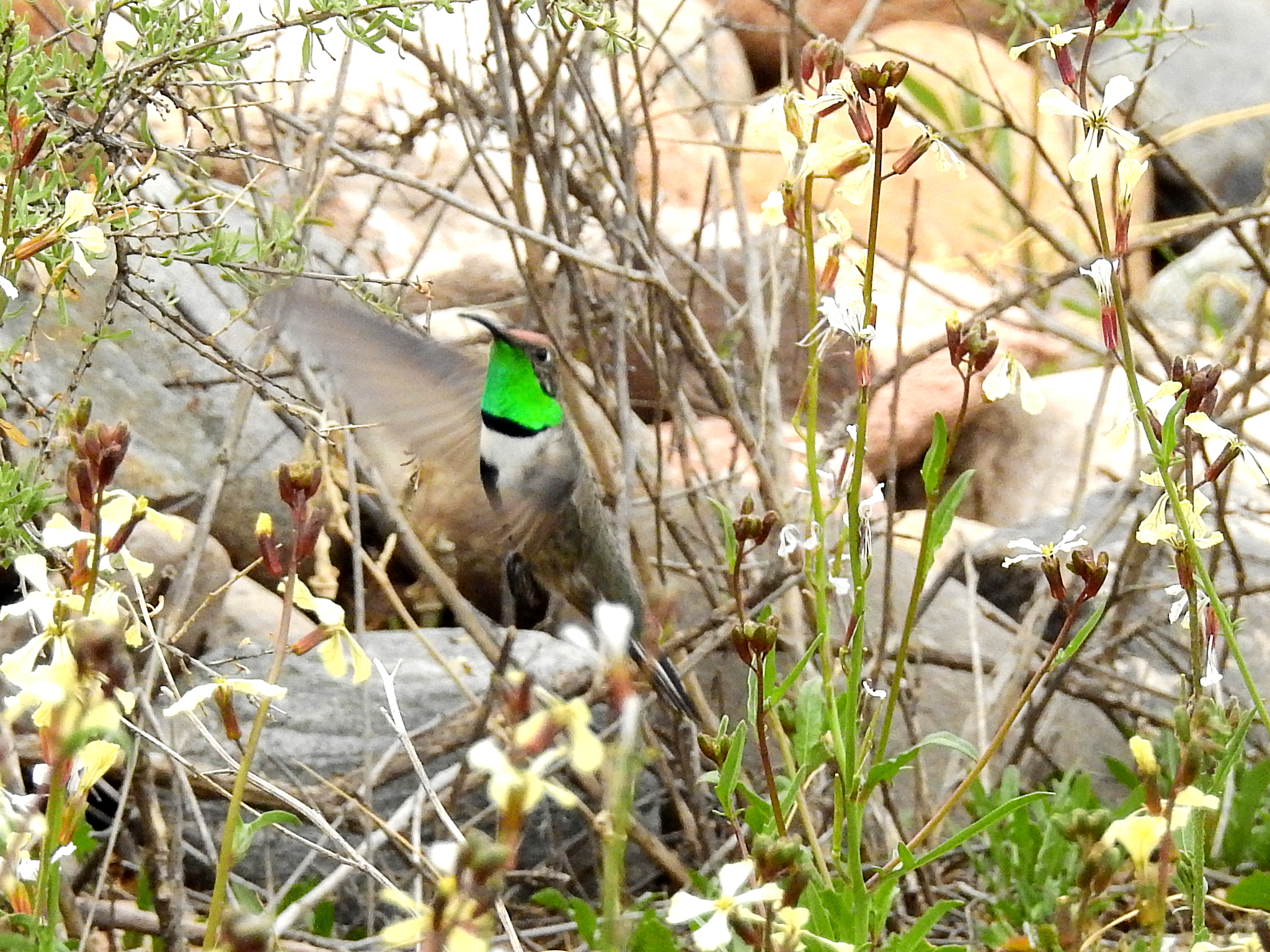 White-sided Hillstar illustration
