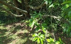 Elaeocarpus serratus