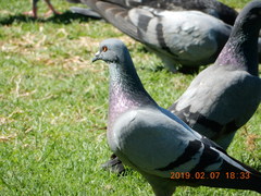Columba livia domestica