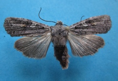 Lithophane laticinerea