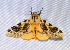 Hypercompe nemophila