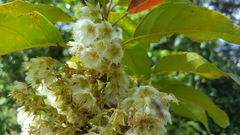 Elaeocarpus serratus