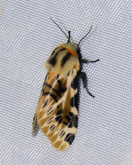 Hypercompe nemophila