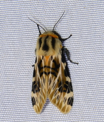 Hypercompe nemophila