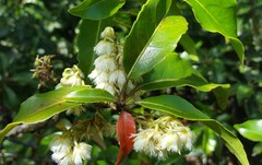 Elaeocarpus serratus