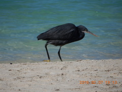 Egretta gularis
