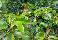 Elaeocarpus serratus