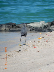 Egretta gularis